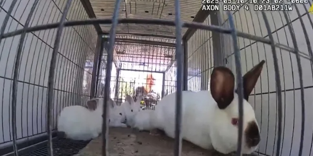 Dumped by a Dumpster: 18 Rabbits Rescued in Golden, Suspect Charged